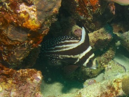 Spotted Drumfish IMG 5424
